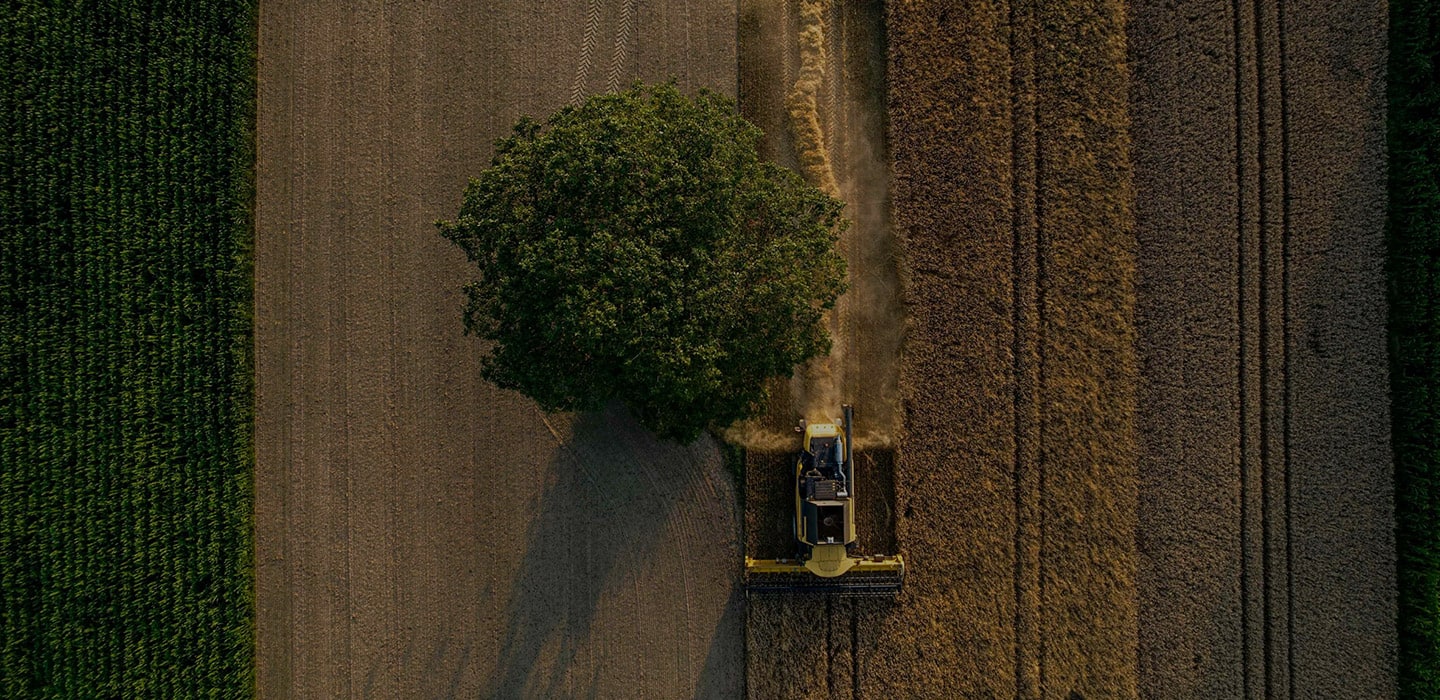 fields and sun